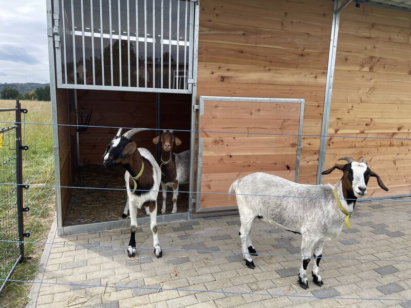 Ziegen vorm und im Stall